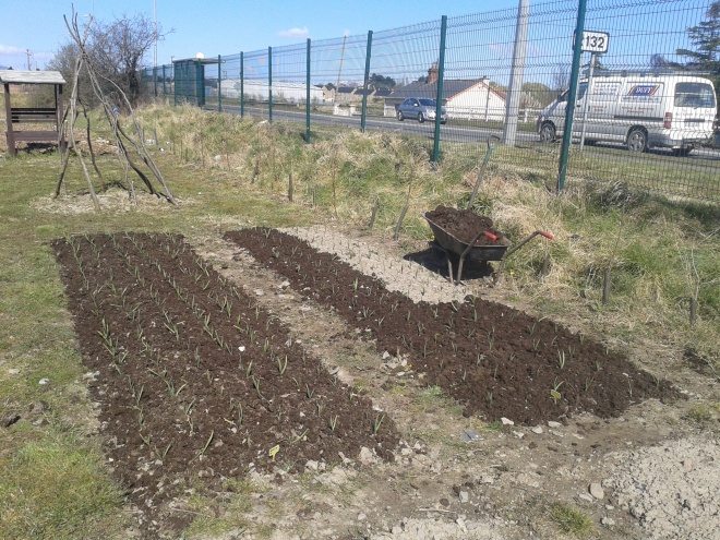 Mulching the garlic beds with our compost