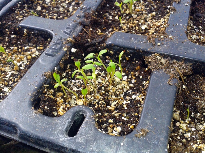 Our salad mix, one of the first of the seeds to germinate