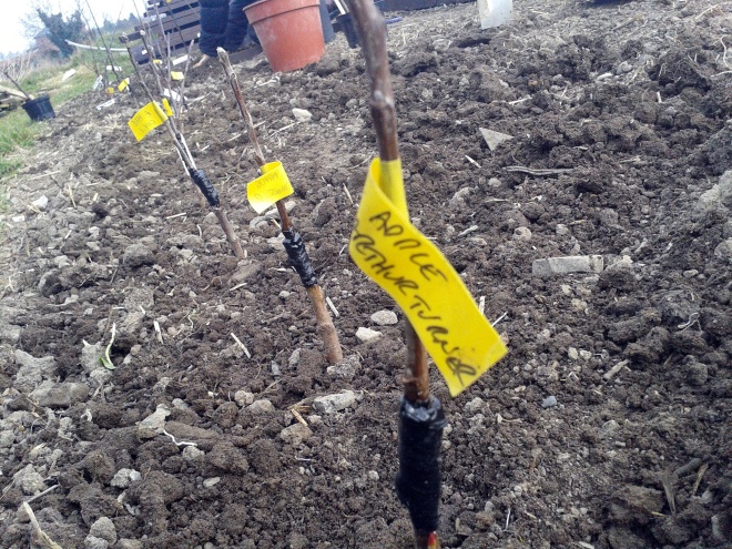 Planting our grafted fruit trees into our tree nursery bed