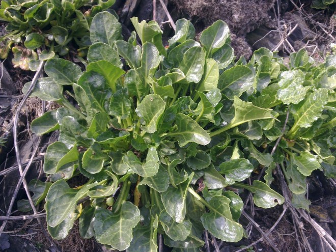 Sea Spinach growing on the beach